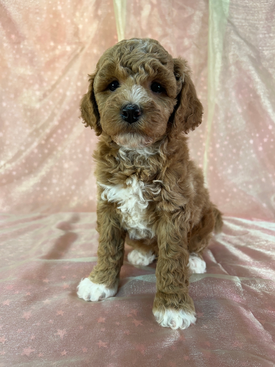 Male Bichon Poodle Puppy for Sale DOB 4-18-2026 $950